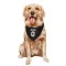 Black Tampa Bay Lightning Tobie Paquette-Bisson   Dog & Cat Pet Bandana