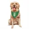 Green Tampa Bay Lightning Tobie Paquette-Bisson   Dog & Cat Pet Bandana